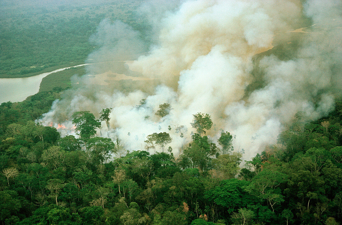 Rainforest being burned for agriculture