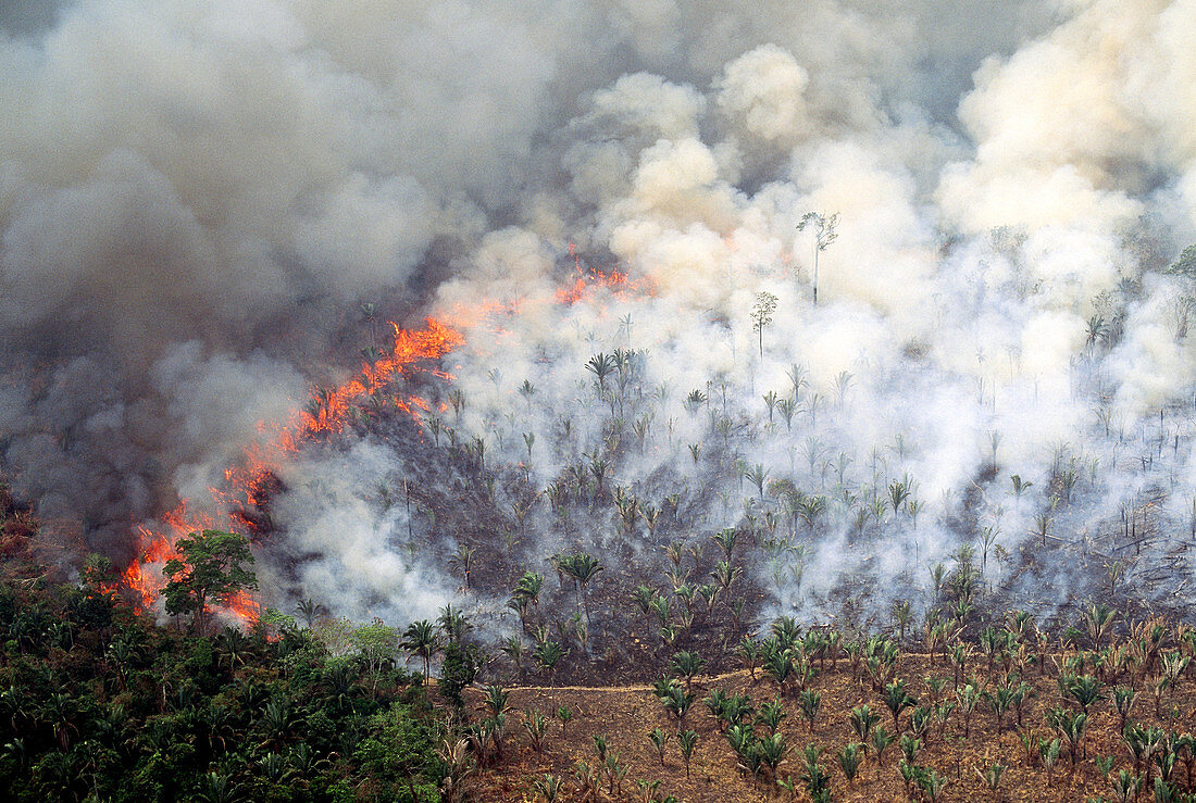 Slash and Burn Agriculture,Brazil
