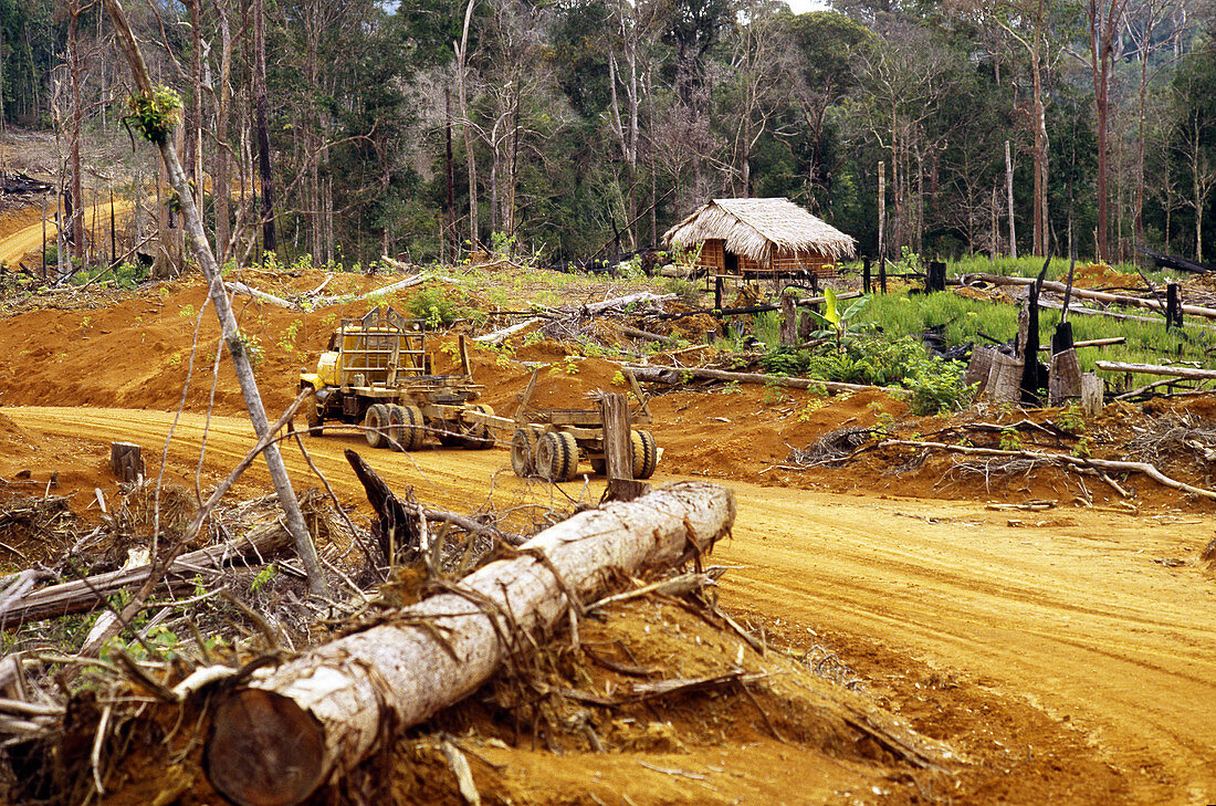 Deforestation,Indonesian Borneo
