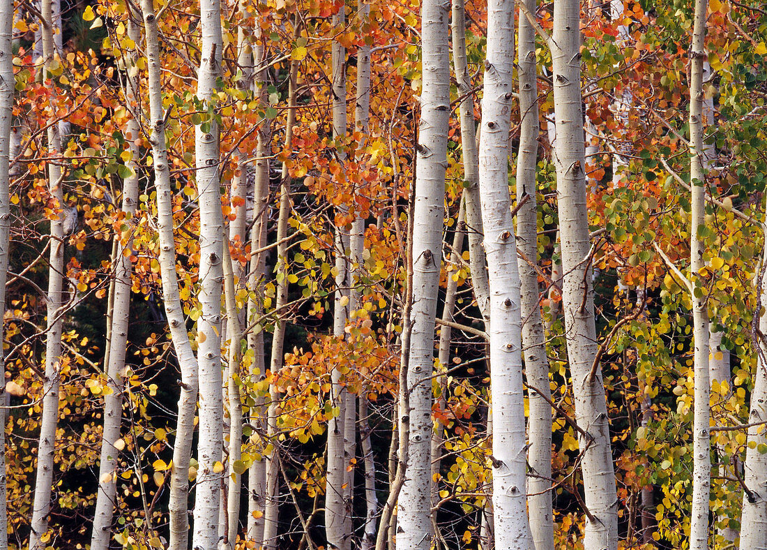 Aspen Trees and Leaves