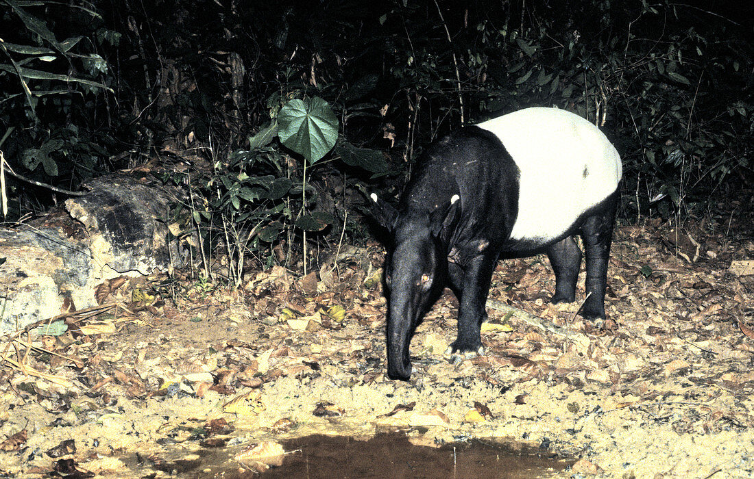 Malayan Tapir