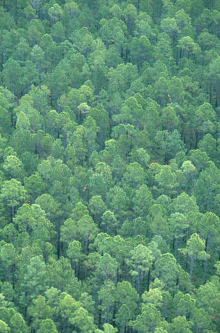 'Pine Forest,Georgia'