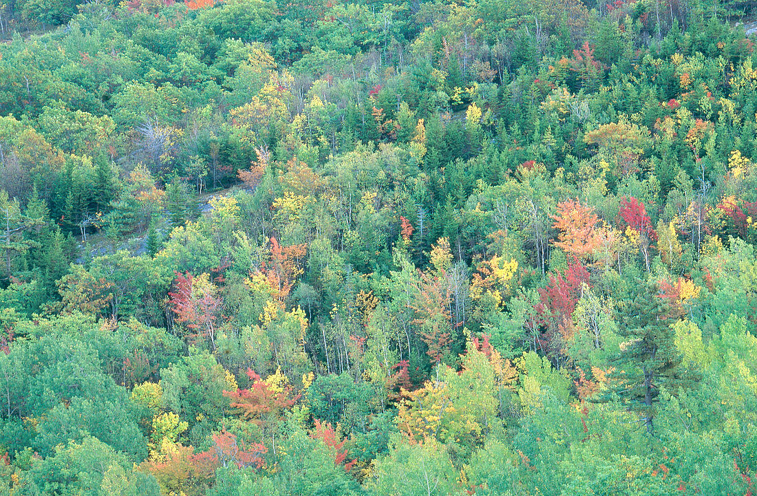 Autumn in Maine