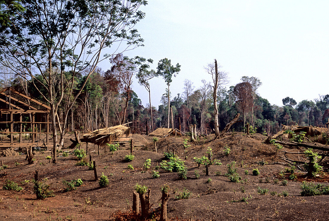 'Forest clearance,Cambodia'