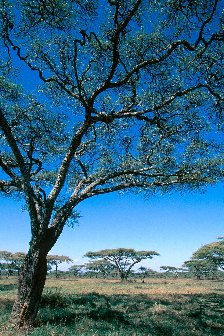 Wooded Grassland in Tanzania