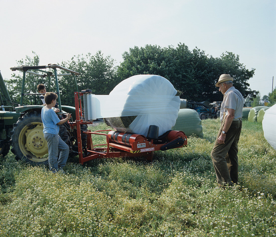 Wrapping silage bales in white polyethylene