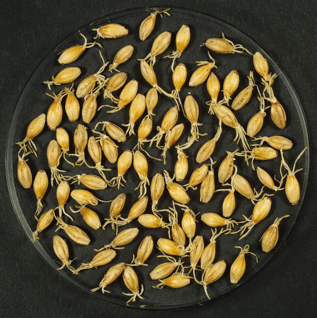 Barley malting process: drying germinated seeds