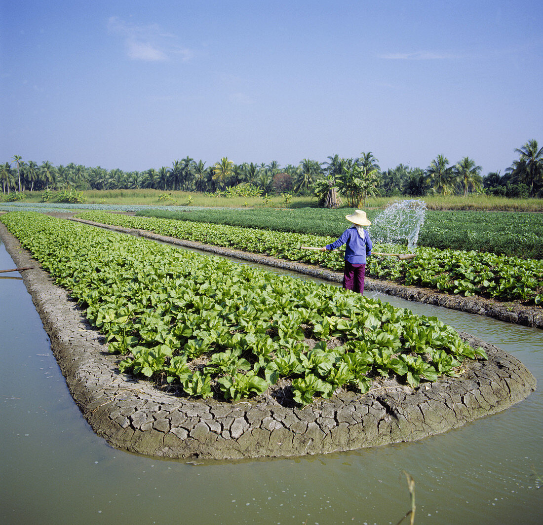 'Chinese cabbage crop,Thailand'