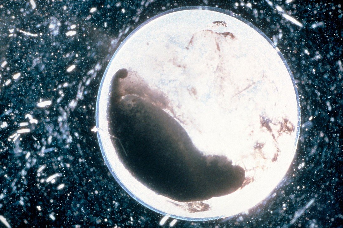 Salamander embryo deformed by acid rain pollution