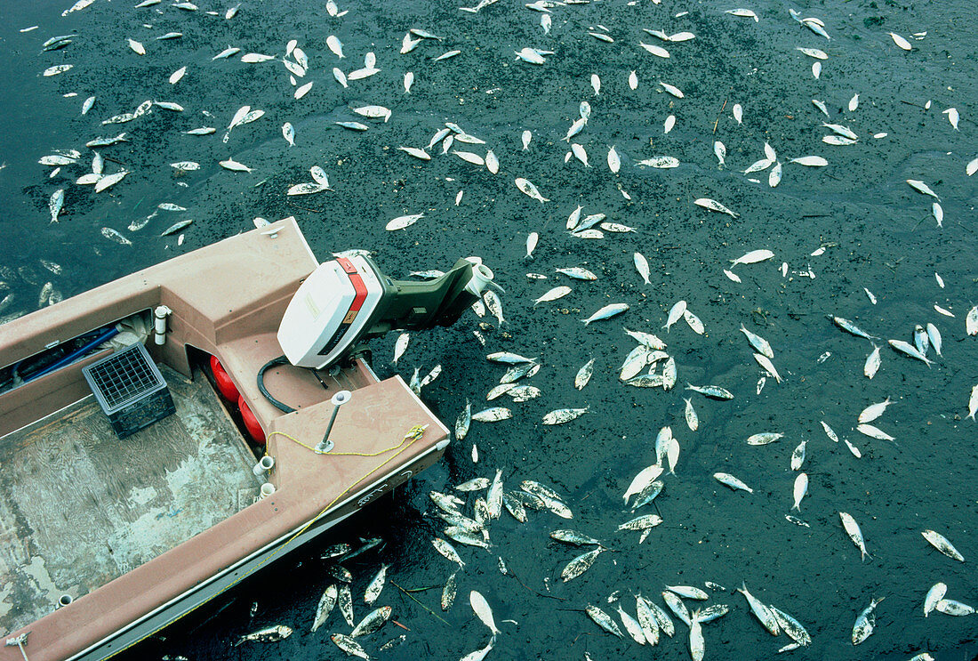 Dead fish,Cape Cod Bay USA