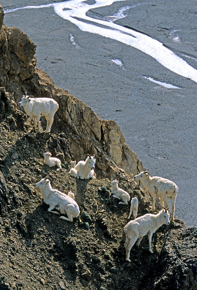 Dalls Sheep ewes and lambs