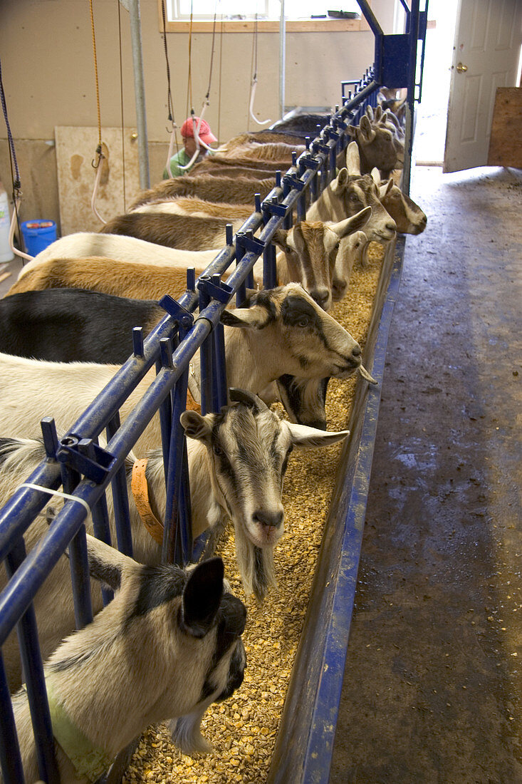 Goat Dairy
