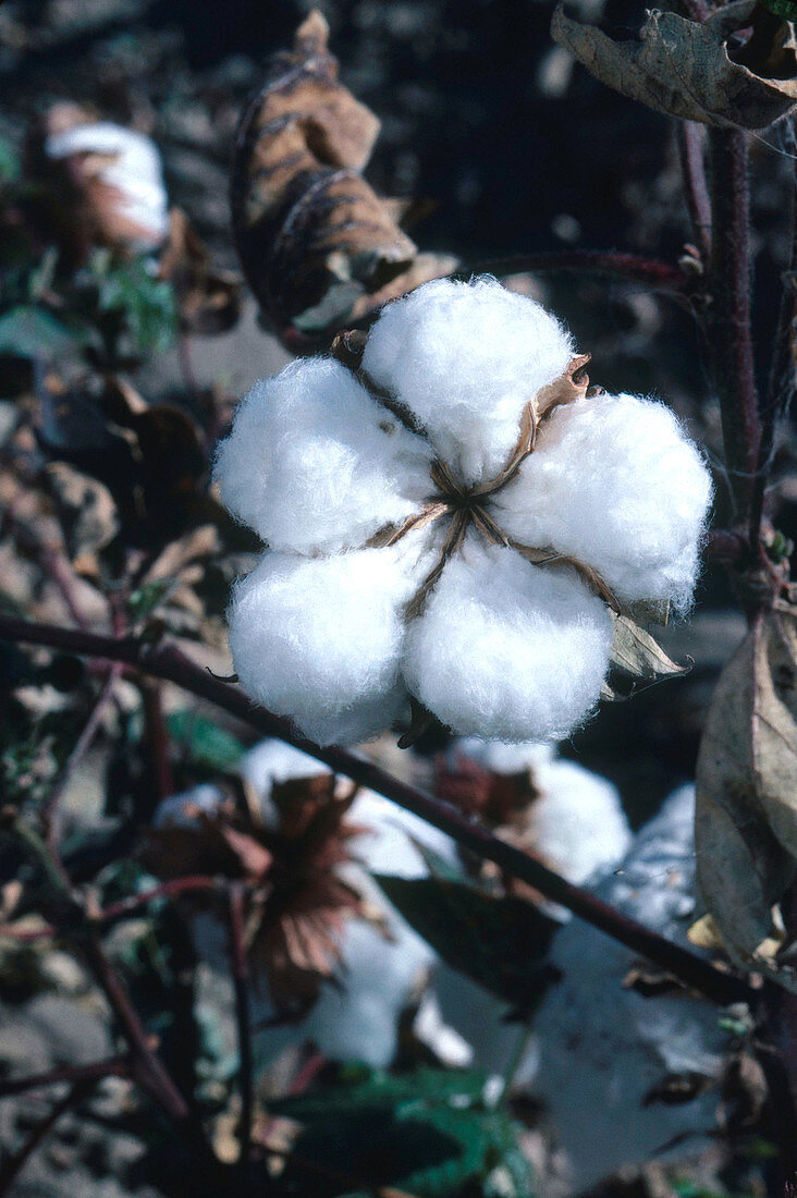 Ripe Cotton Boll
