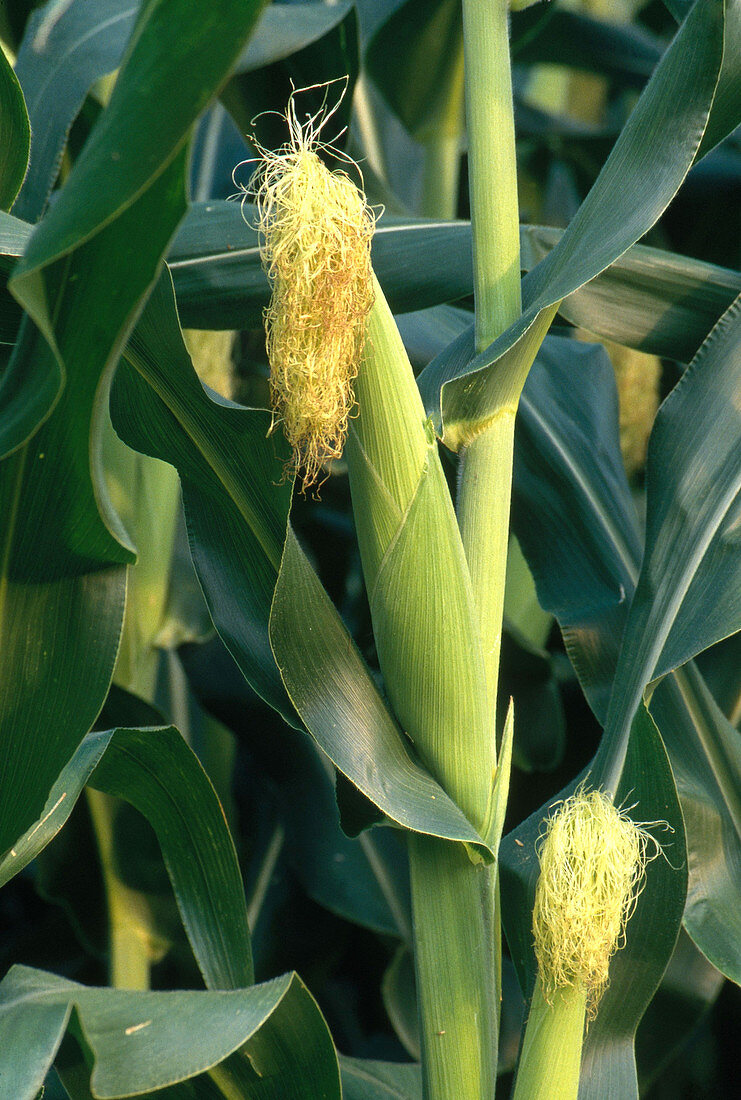 Corn Ear
