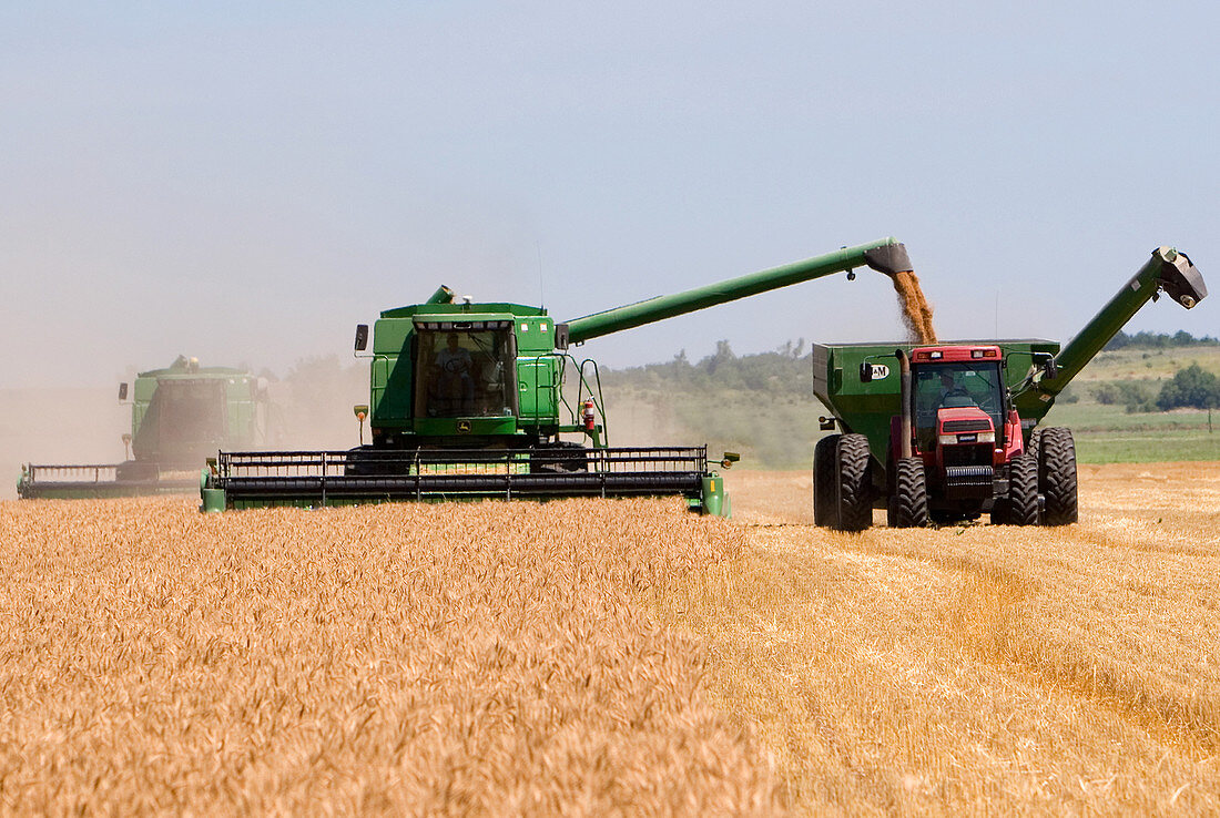 Wheat Harvest in Kansas