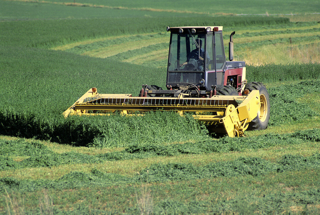 Harvesting Alfalfa