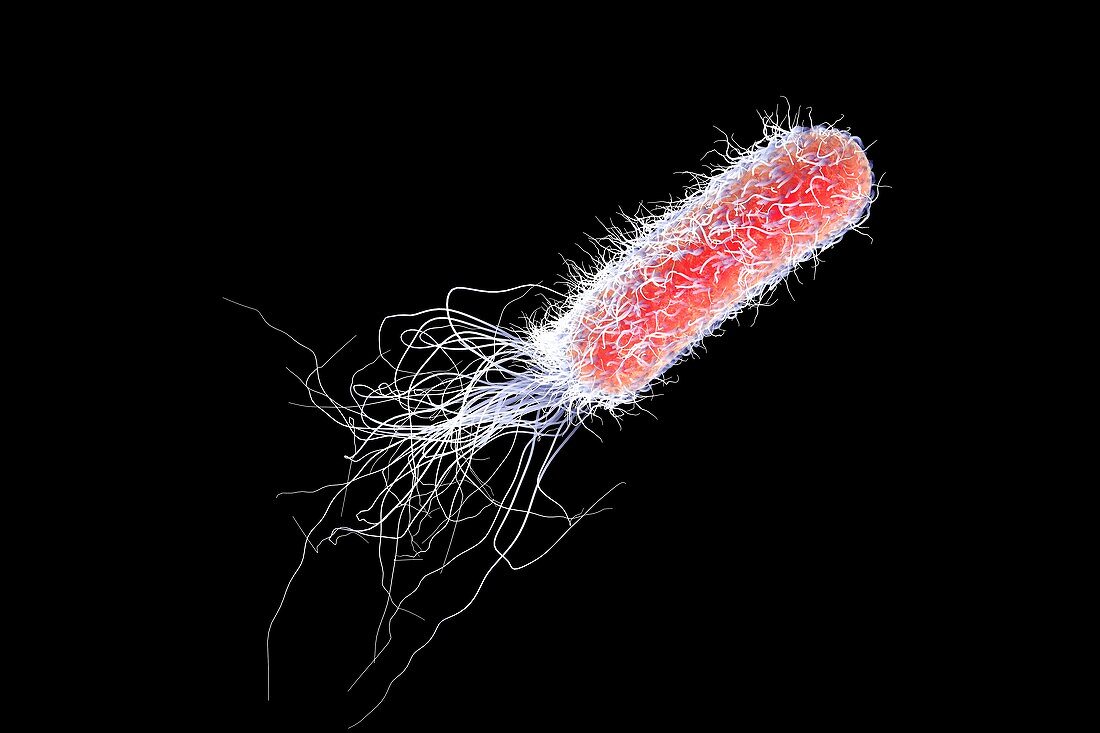 Pseudomonas bacterium,illustration