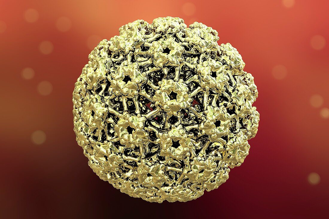 Human papilloma virus,illustration