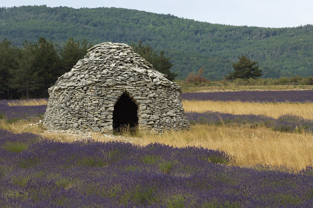 'Stone Hut and Lavender,France'