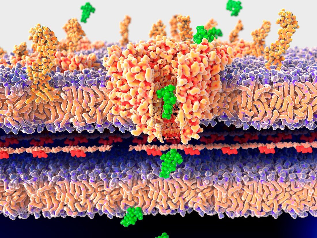 Antibiotic passing through bacterial wall