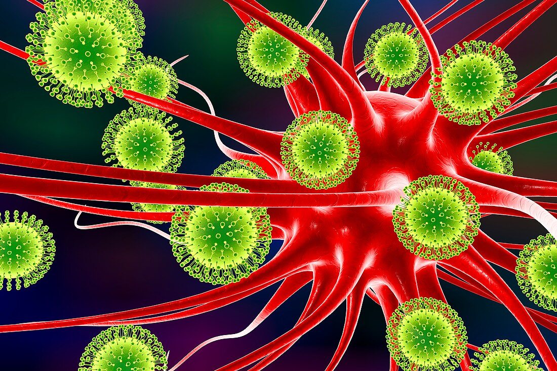 Zika virus infecting neuron,illustration