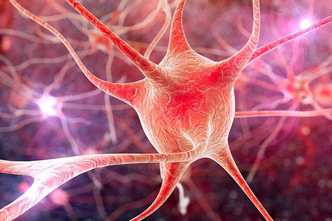 Nerve cells,illustration