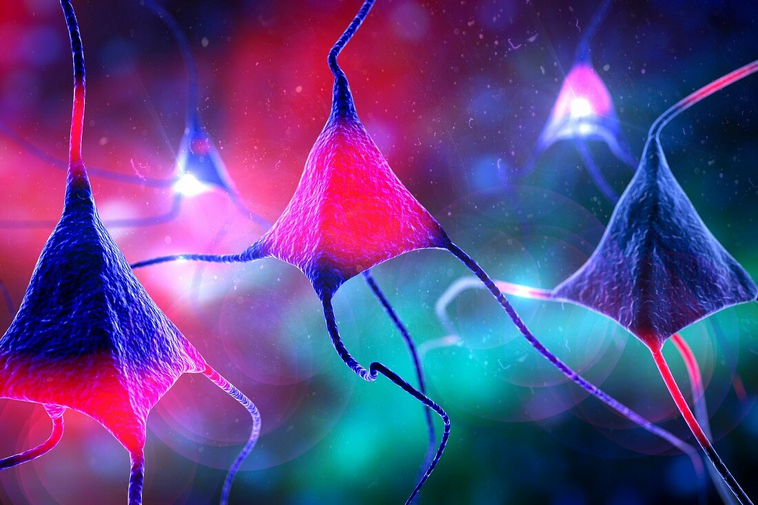 Nerve cells,illustration