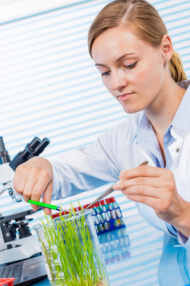 Technician working in lab with plants