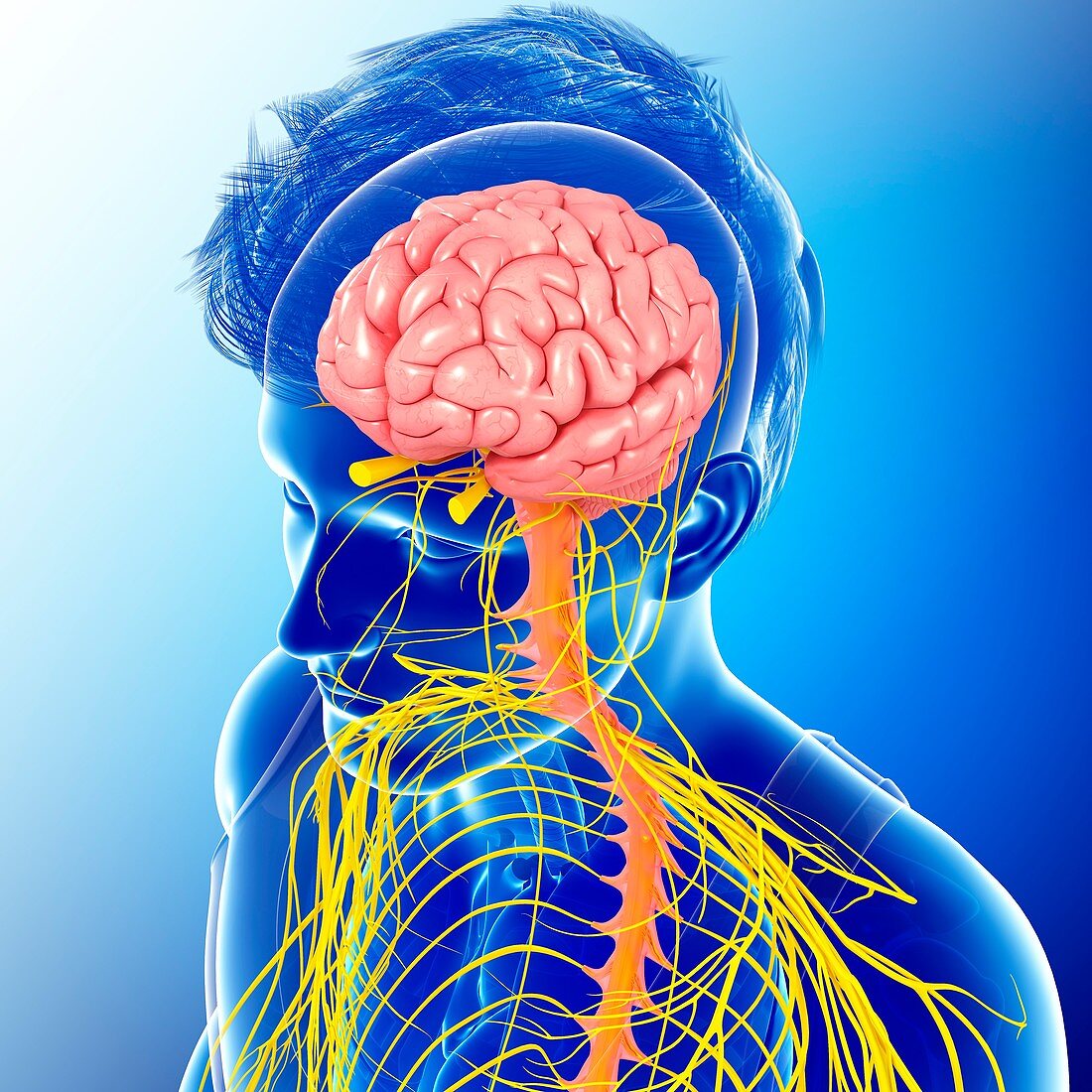 Human brain and spinal cord,illustration