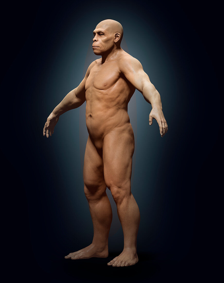 Homo erectus,illustration