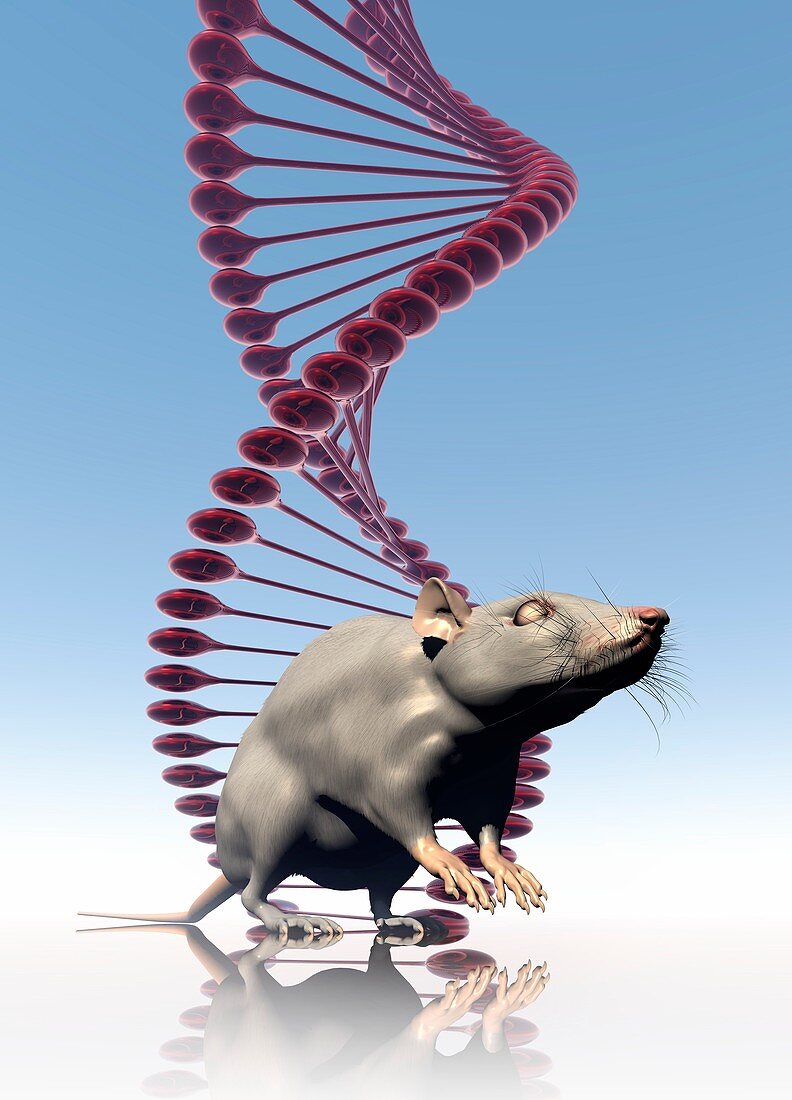 Rat and DNA,illustration