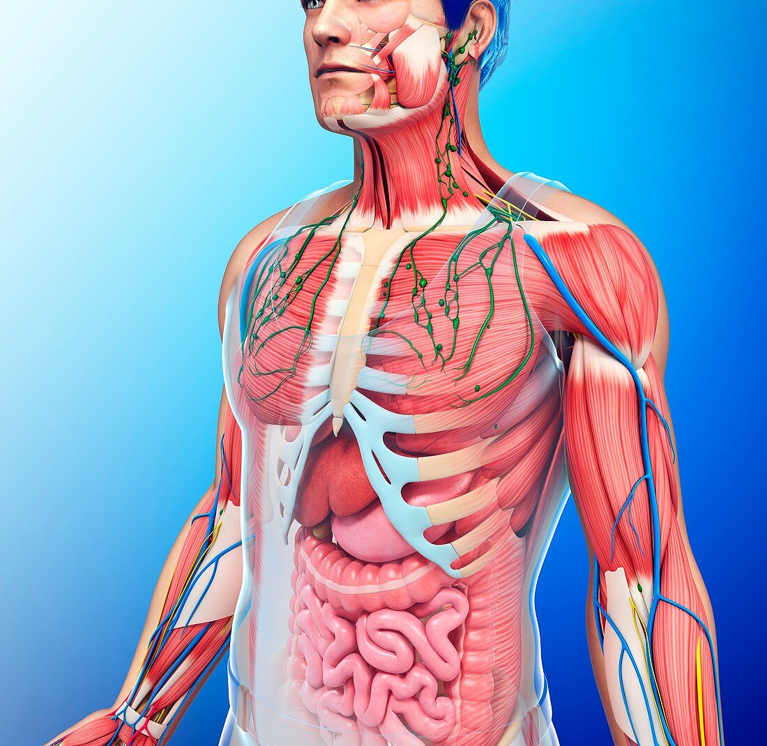 Human chest anatomy,illustration
