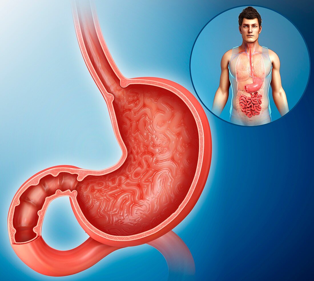Human stomach,illustration