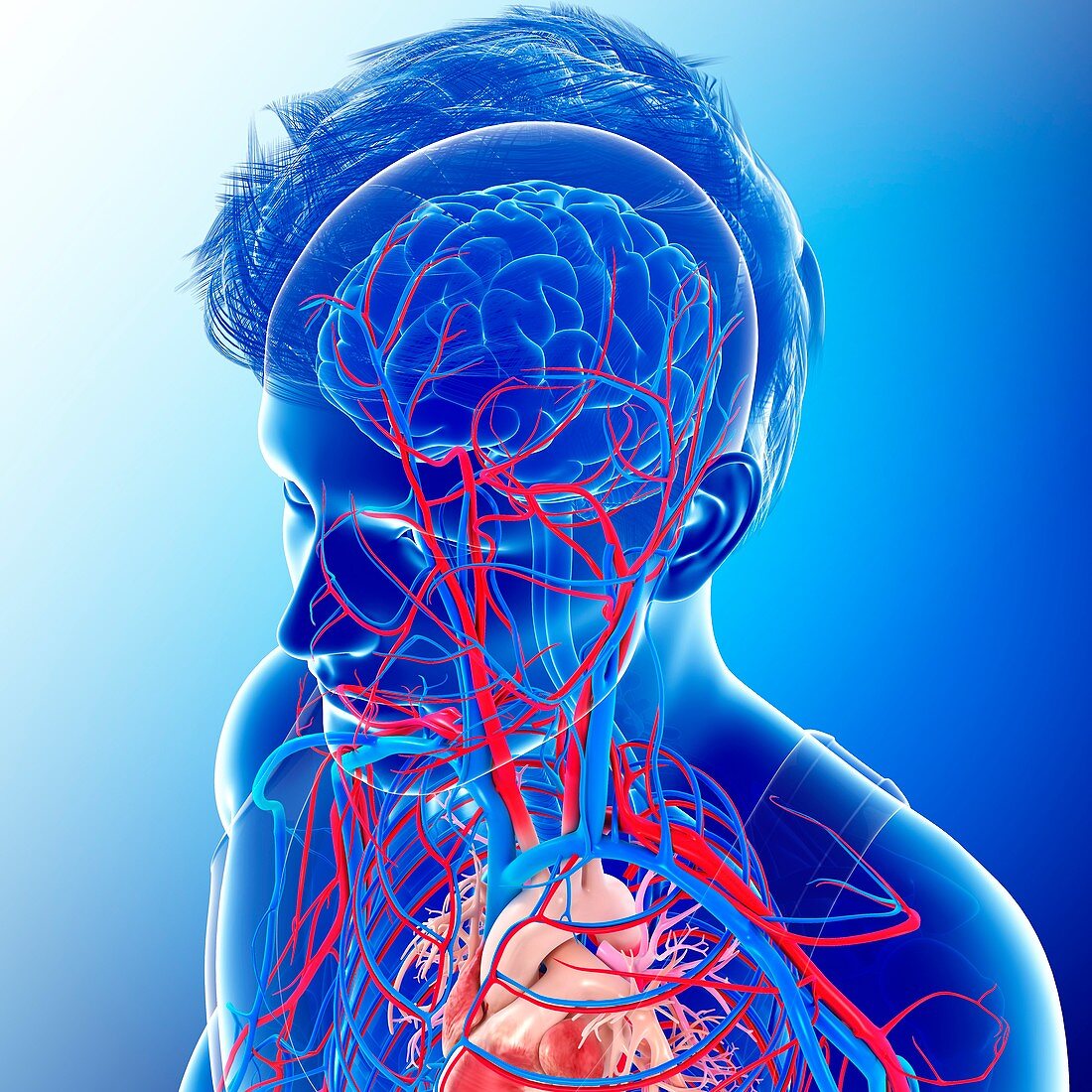 Human internal systems,illustration