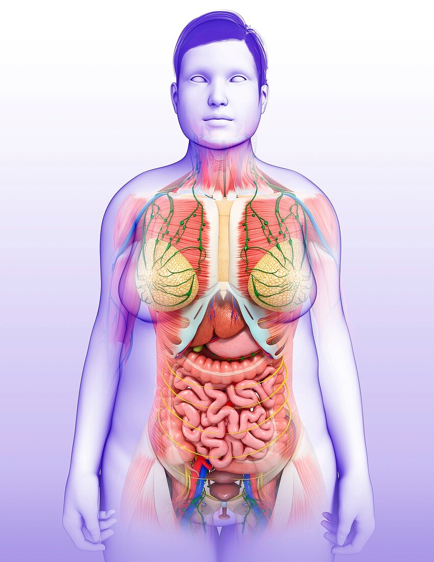 Female internal organs,illustration