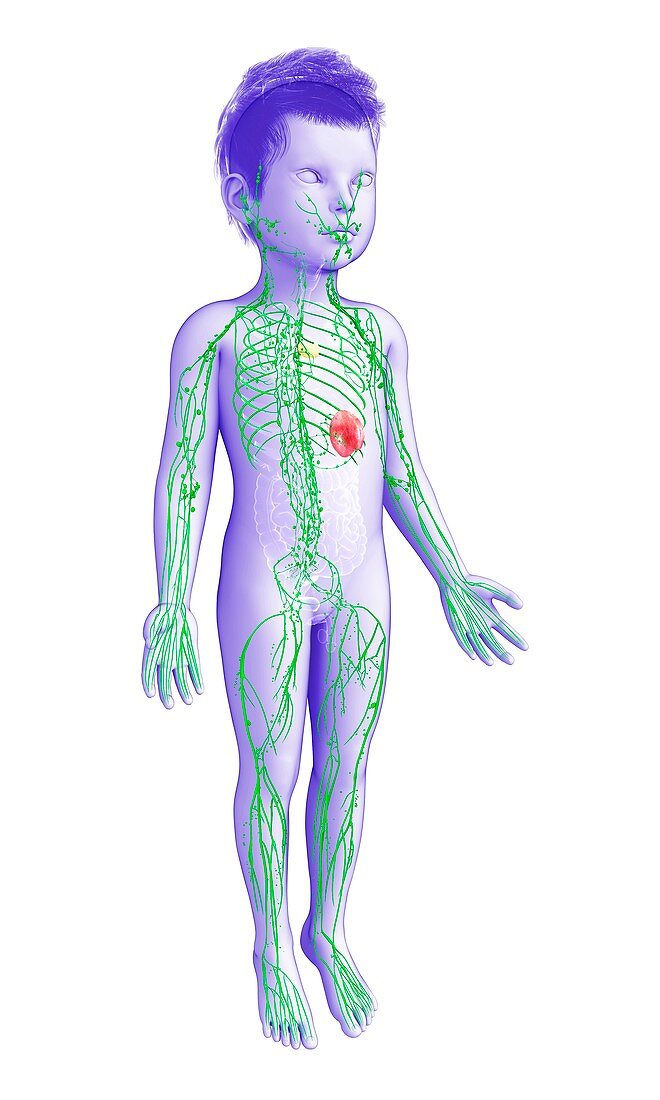Lymphatic system of a child,illustration