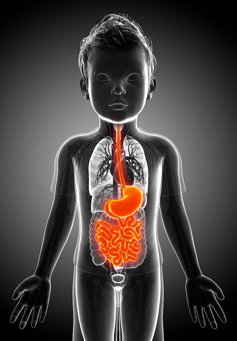 Digestive system of a child,illustration