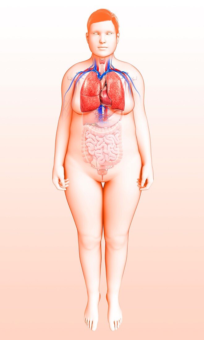 Female respiratory system,illustration