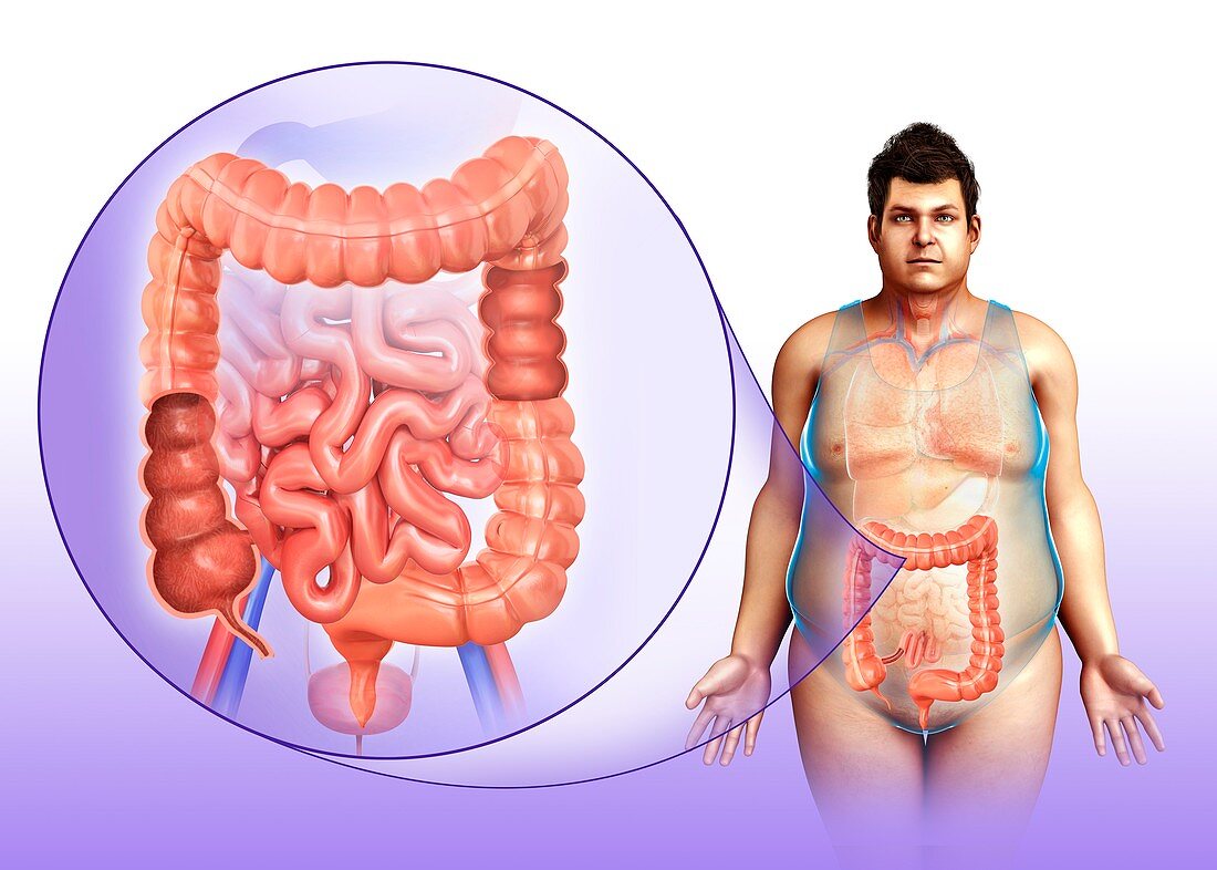 Human colon,illustration