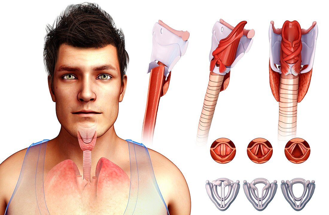 Human vocal cords,illustration