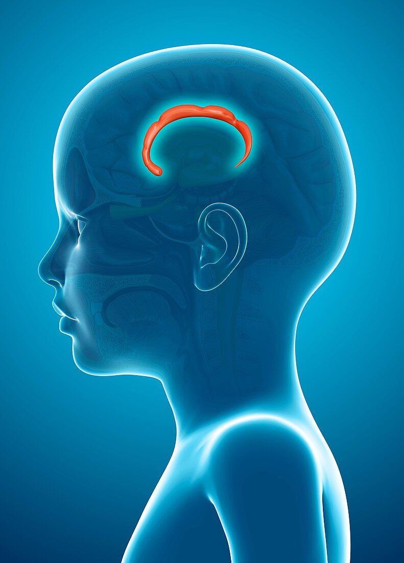 Human brain cingulate gyrus,illustration