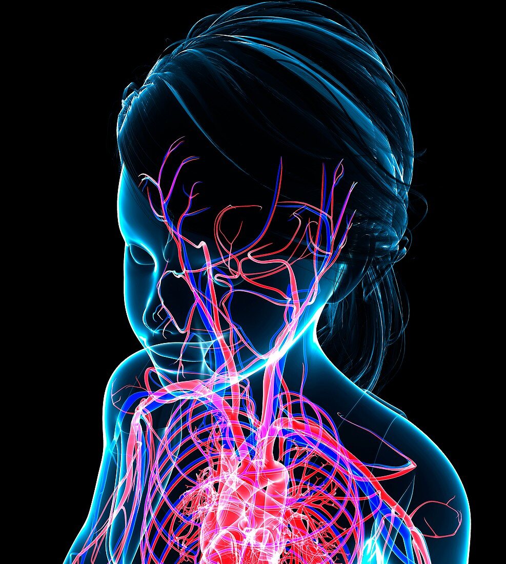 Head vascular system,illustration