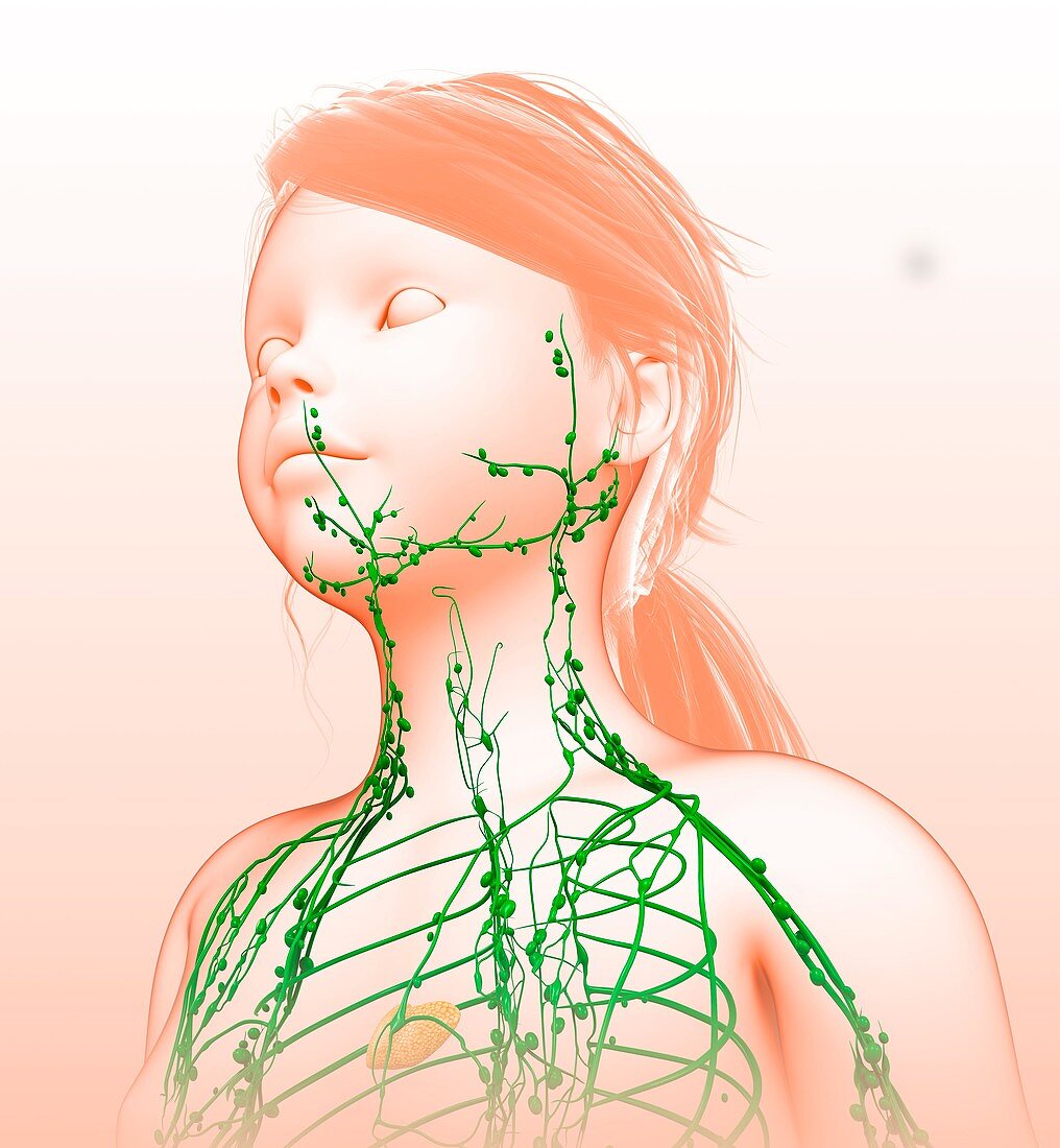Neck lymphatic system,illustration