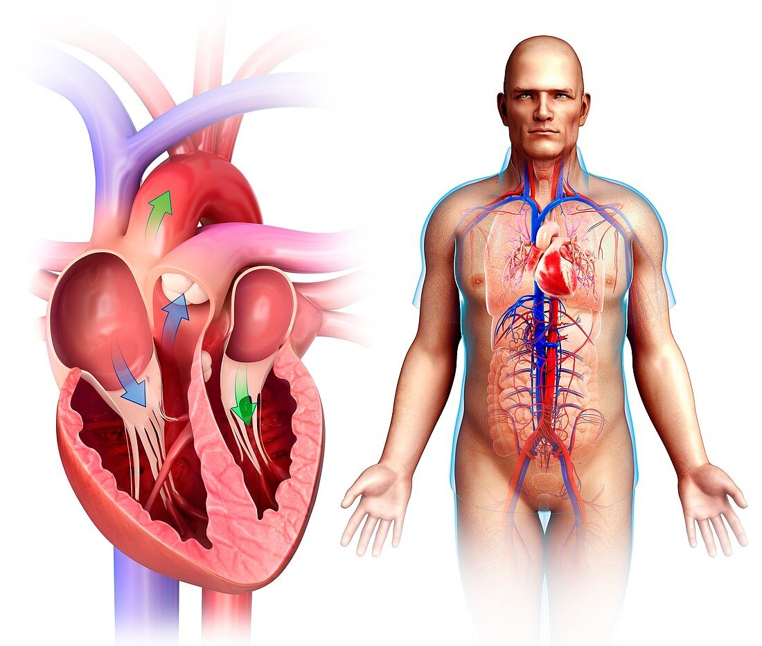 Human heart anatomy,illustration