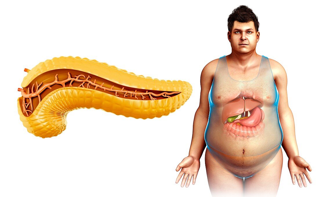 Human pancreas,illustration