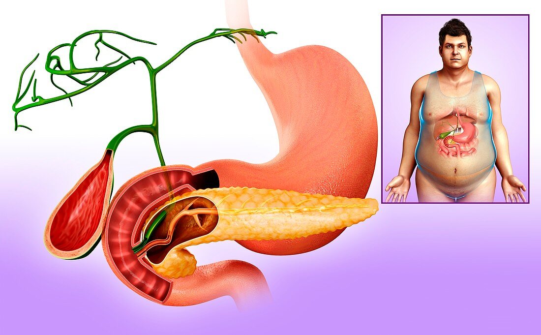 Human stomach and pancreas,illustration
