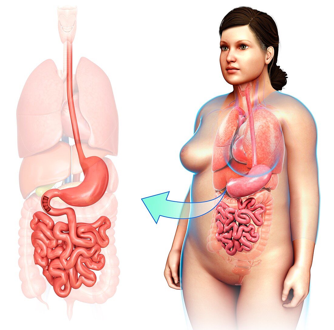 Stomach and small intestine,illustration