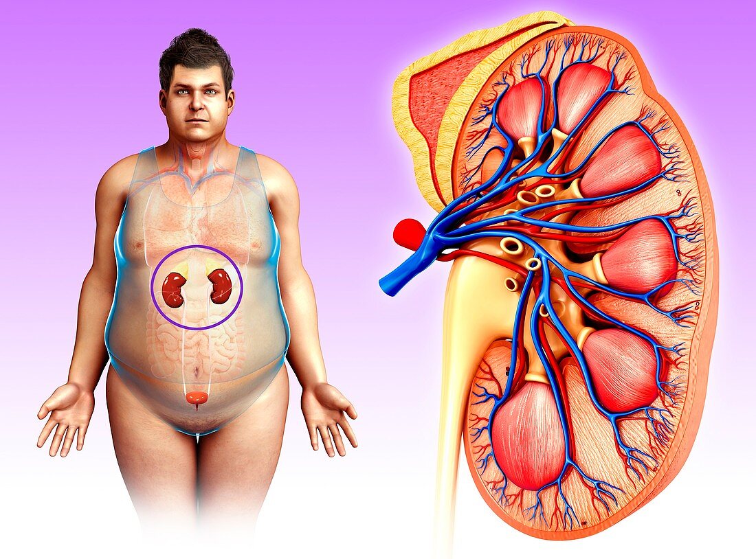 Human kidney anatomy,illustration