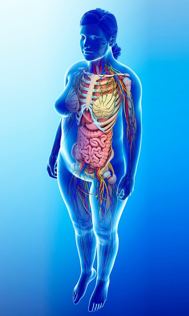 Human internal organs,illustration