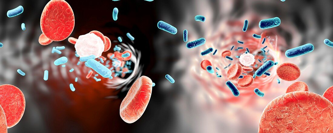 Bacteria in blood,illustration